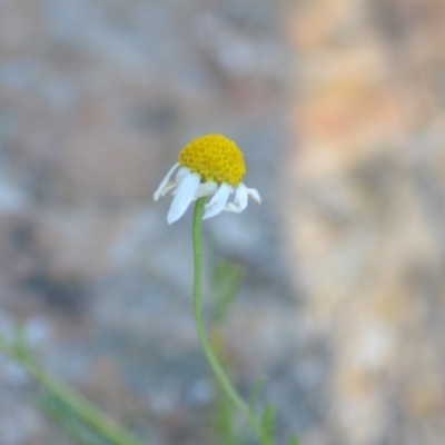 Matricaria chamomilla (Chamomile Daisy) at Wamboin, NSW - 1 Feb 2021 by natureguy