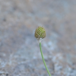 Matricaria chamomilla at Wamboin, NSW - 1 Feb 2021