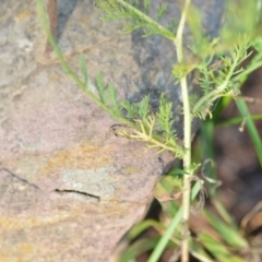 Matricaria chamomilla at Wamboin, NSW - 1 Feb 2021 07:48 PM