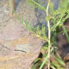 Matricaria chamomilla at Wamboin, NSW - 1 Feb 2021