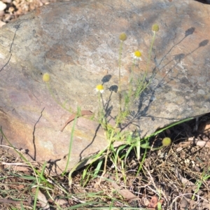 Matricaria chamomilla at Wamboin, NSW - 1 Feb 2021