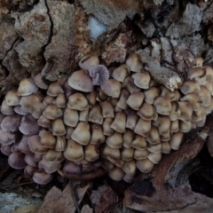 Mycena 'clarkeana group' at Boro, NSW - suppressed