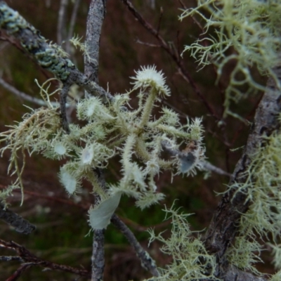 Usnea sp. (genus) (Bearded lichen) at Boro - 27 Jun 2021 by Paul4K