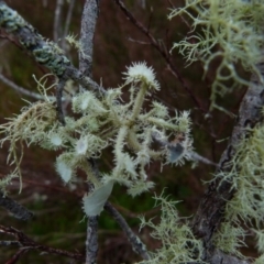 Usnea sp. (genus) (Bearded lichen) at Boro, NSW - 27 Jun 2021 by Paul4K