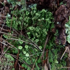 Cladonia sp. (genus) at Boro, NSW - 28 Jun 2021