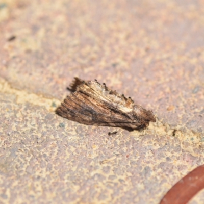Unverified Moth (Lepidoptera) at Wamboin, NSW - 6 Feb 2021 by natureguy