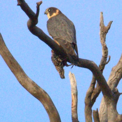 Falco longipennis (Australian Hobby) at Throsby, ACT - 29 Jun 2021 by davobj