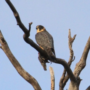 Falco longipennis at Throsby, ACT - 29 Jun 2021 09:11 AM