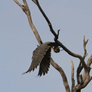 Falco longipennis at Throsby, ACT - 29 Jun 2021 09:11 AM