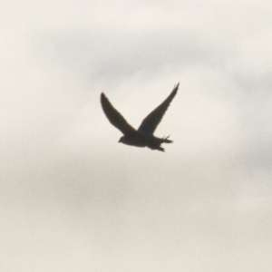 Falco longipennis at Throsby, ACT - 29 Jun 2021
