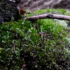 Cladonia sp. (genus) (Cup Lichen) at Boro - 27 Jun 2021 by Paul4K