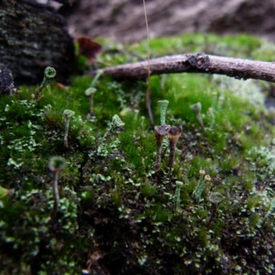 Cladonia sp. (genus) (Cup Lichen) at QPRC LGA - 27 Jun 2021 by Paul4K