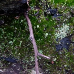 Cladonia sp. (genus) at Boro, NSW - 28 Jun 2021