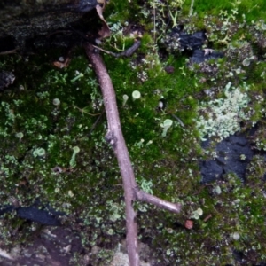 Cladonia sp. (genus) at Boro, NSW - 28 Jun 2021