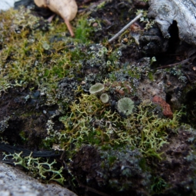 Cladia aggregata (A lichen) at Boro, NSW - 28 Jun 2021 by Paul4K