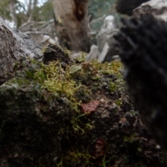 Cladia aggregata at Boro, NSW - suppressed