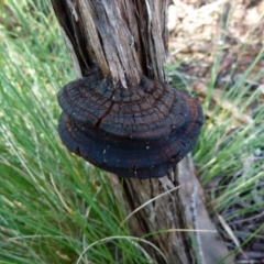 Phellinus sp. (non-resupinate) (A polypore) at QPRC LGA - 28 Jun 2021 by Paul4K