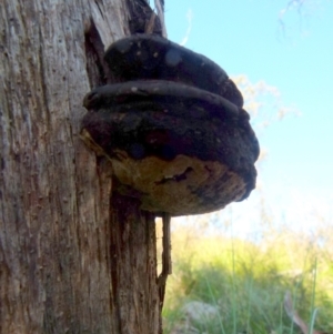 Phellinus sp. (non-resupinate) at Boro, NSW - 28 Jun 2021