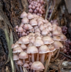 Mycena 'clarkeana group' at Uriarra, NSW - 27 Jun 2021 by trevsci