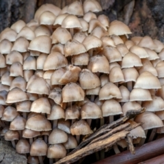 Mycena 'clarkeana group' at Uriarra, NSW - 27 Jun 2021