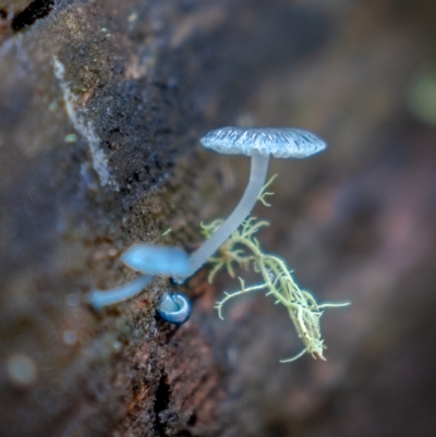 Mycena interrupta (Pixie's Parasol) at Brindabella National Park - 27 Jun 2021 by trevsci