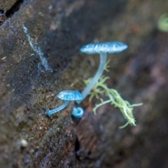 Mycena interrupta at Uriarra, NSW - 27 Jun 2021 01:12 PM