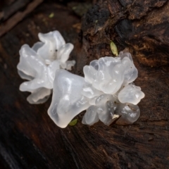 Tremella fuciformis (Snow Fungus) at Uriarra, NSW - 27 Jun 2021 by trevsci