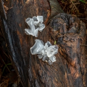 Tremella fuciformis at Uriarra, NSW - 27 Jun 2021