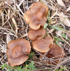 Cortinarius sp. (Cortinarius) at Mount Painter - 29 Jun 2021 by drakes