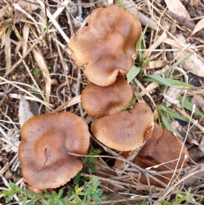 Cortinarius sp. (Cortinarius) at Cook, ACT - 29 Jun 2021 by drakes