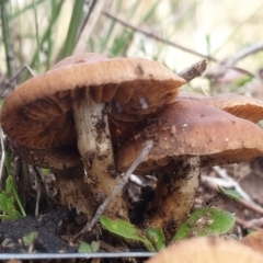 Cortinarius sp. at Cook, ACT - 29 Jun 2021 10:19 AM