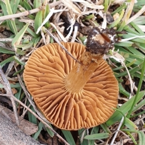 Cortinarius sp. at Cook, ACT - 29 Jun 2021 10:19 AM