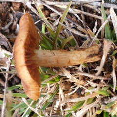 Cortinarius sp. at Cook, ACT - 29 Jun 2021 10:19 AM