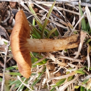 Cortinarius sp. at Cook, ACT - 29 Jun 2021