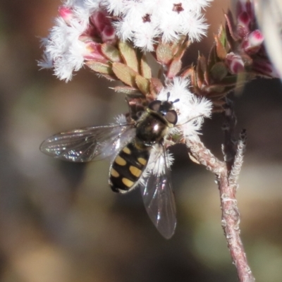 Melangyna viridiceps (Hover fly) at Theodore, ACT - 29 Jun 2021 by owenh