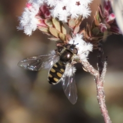 Melangyna viridiceps (Hover fly) at Theodore, ACT - 29 Jun 2021 by Owen