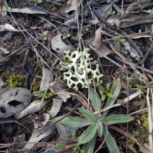 Xanthoparmelia semiviridis at Calwell, ACT - 29 Jun 2021