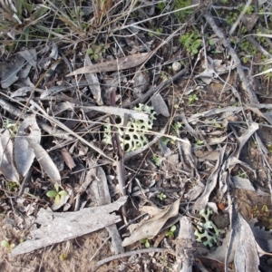 Xanthoparmelia semiviridis at Calwell, ACT - 29 Jun 2021