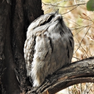 Podargus strigoides at Fyshwick, ACT - 29 Jun 2021