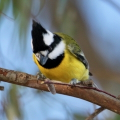 Falcunculus frontatus (Eastern Shrike-tit) at Albury - 29 Jun 2021 by PaulF