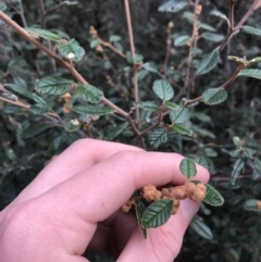 Pomaderris betulina (Birch Pomaderris) at Burra, NSW - 14 Jun 2021 by Tapirlord