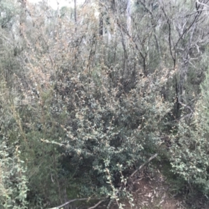 Pomaderris betulina at Burra, NSW - 14 Jun 2021