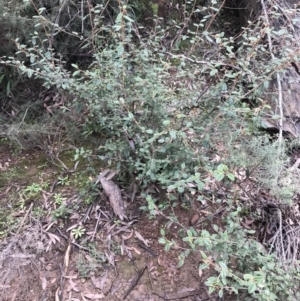 Pomaderris betulina at Burra, NSW - 14 Jun 2021