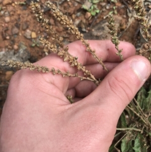 Plantago sp. at Burra, NSW - 14 Jun 2021