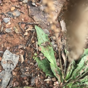 Plantago sp. at Burra, NSW - 14 Jun 2021