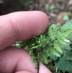 Cheilanthes (genus) (Rock Fern) at Burra, NSW - 14 Jun 2021 by Tapirlord