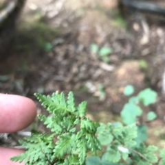 Cheilanthes sp. at Burra, NSW - 14 Jun 2021 11:23 AM