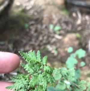 Cheilanthes sp. at Burra, NSW - 14 Jun 2021