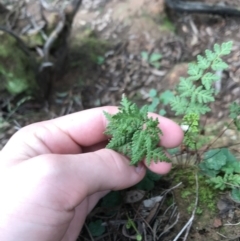 Cheilanthes sp. at Burra, NSW - 14 Jun 2021