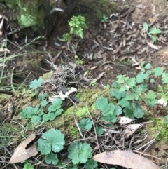 Cheilanthes sp. at Burra, NSW - 14 Jun 2021 11:23 AM